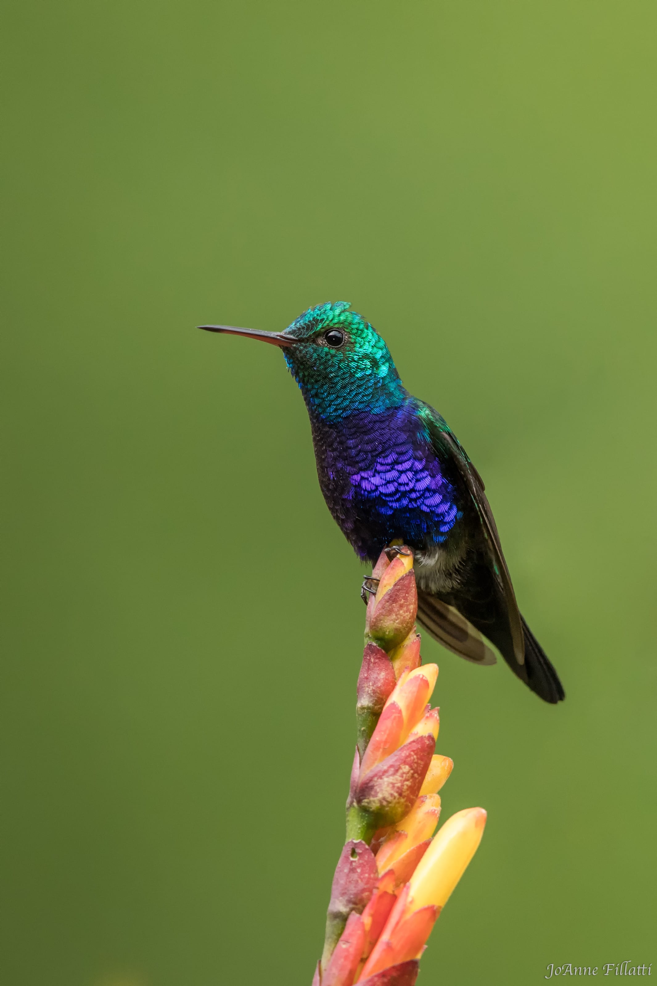 bird of ecuador image 34